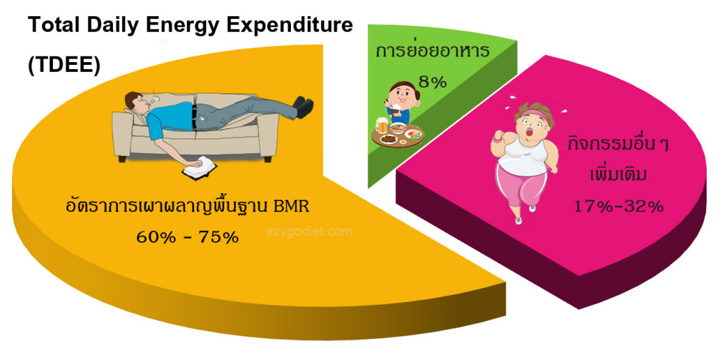 TDEE BMR for lose weight